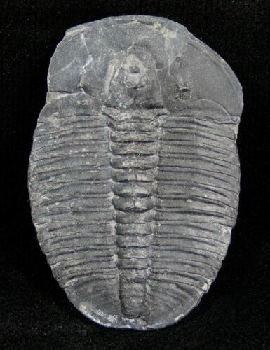 Elrathia Trilobite - Utah #6690